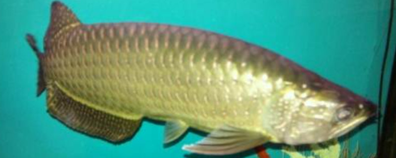 星點龍魚可以和金龍魚混養(yǎng)嗎