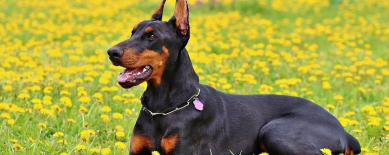 杜高犬開口和不開口的區(qū)別