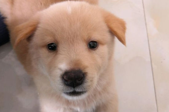 如何訓(xùn)練金毛犬