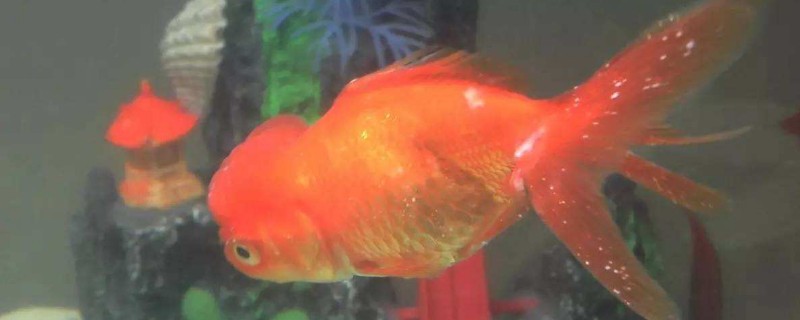 金魚換鱗嗎