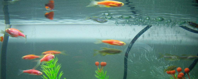 養(yǎng)什么魚容易爆缸