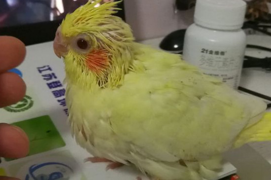 玄鳳鸚鵡吃什么長得快