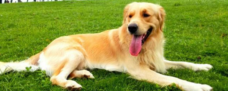 金毛怎么養(yǎng)?金毛犬的飼養(yǎng)方法