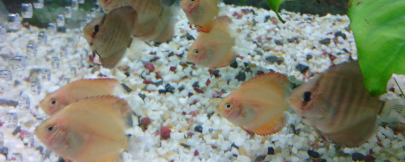 養(yǎng)神仙魚要注意什么