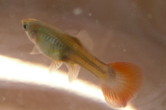 什么魚吃蛋白蟲