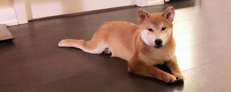 柴犬為什么喜歡齜牙