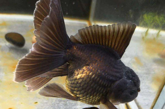 爛尾金魚能自愈嗎