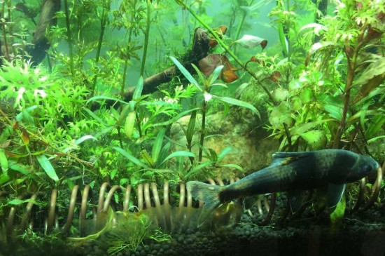 魚缸硝酸鹽高怎么辦，降低魚缸硝酸鹽的方法