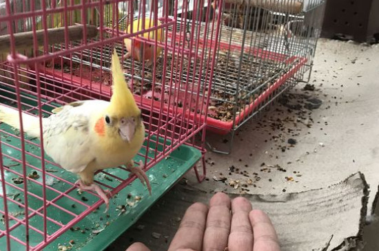 玄鳳鸚鵡吃什么食物