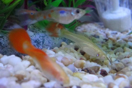 孔雀魚寶寶怎么養(yǎng)