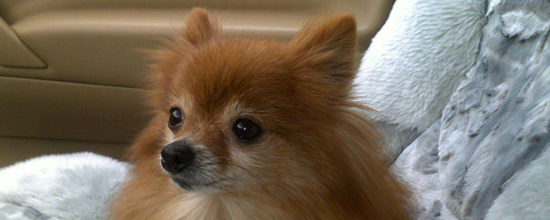 博美犬怎樣訓(xùn)練
