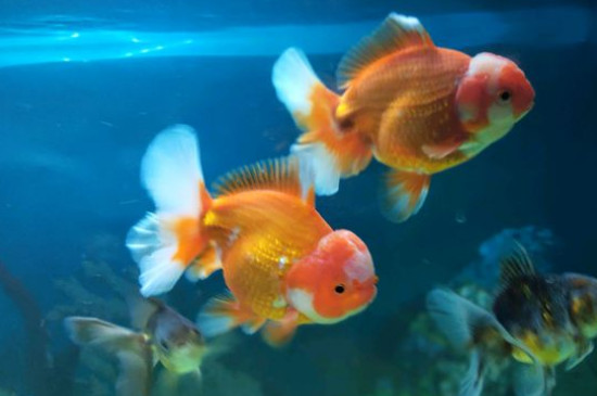 金魚吃什么蔬菜