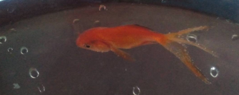 泥鰍可以和金魚一起養(yǎng)嗎