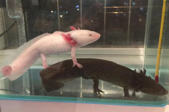 六角龍魚正確的喂食方法