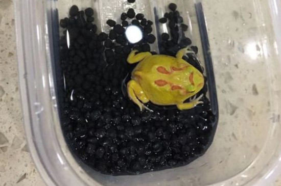 角蛙有毒嗎