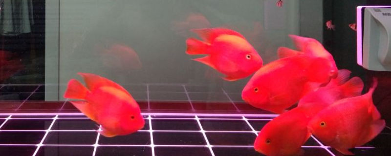 鸚鵡魚的蒙眼病怎么辦