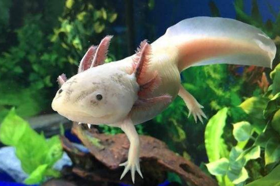 六角恐龍冬天怎么養(yǎng)，六角恐龍魚過冬的方法