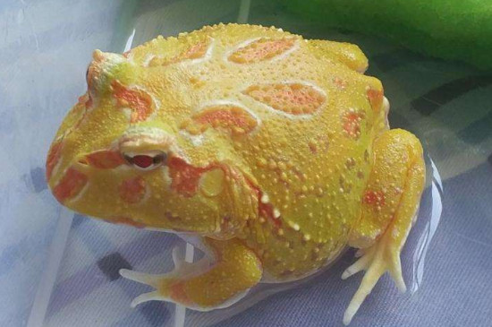 黃金角蛙壽命有多長，小蛙養(yǎng)幾個月算是成年