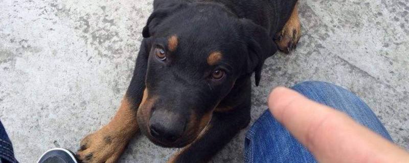 羅威納犬多大開始訓(xùn)練