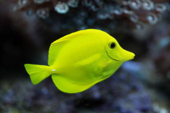 養(yǎng)觀賞魚的過濾方法