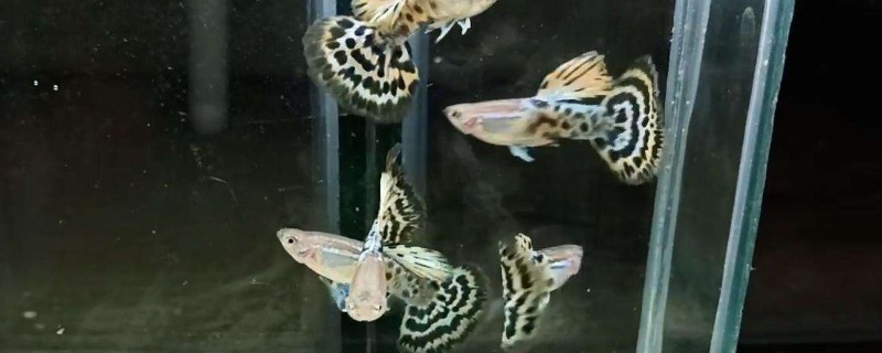 孔雀魚炸鱗怎么治