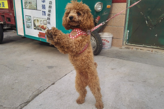 泰迪多大開始變乖了
