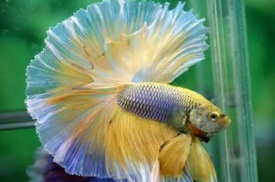 孔雀魚生小魚是開燈還是關(guān)燈