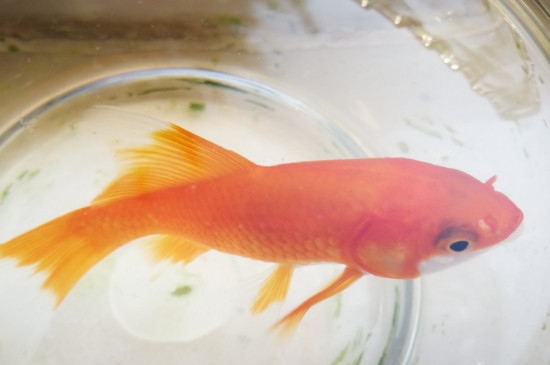 金魚尾巴有白點(diǎn)怎么辦