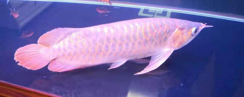 龍魚停電能堅(jiān)持多久