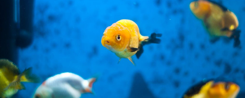 剛剛孵出來金魚怎么養(yǎng)