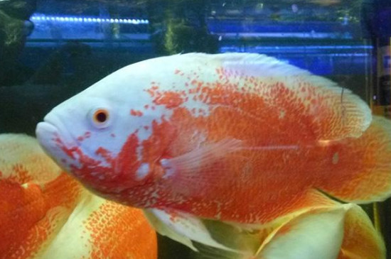 地圖魚眼睛有白膜怎么辦