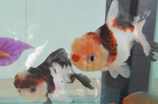 怎樣養(yǎng)金魚不會死，金魚怎么喂養(yǎng)方法