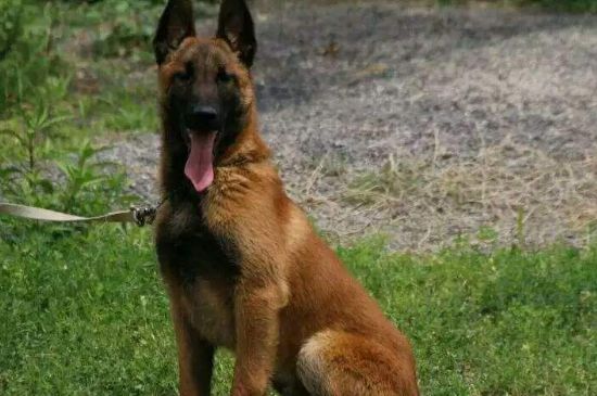 怎么樣提高馬犬的膽量，在適宜的環(huán)境下多與馬犬互動訓(xùn)練