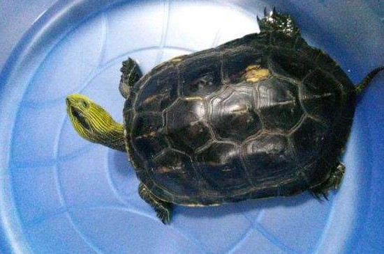 珍珠龜吃什么食物