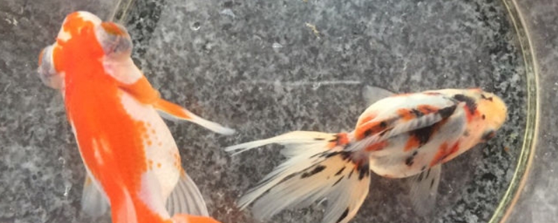 眼睛鼓鼓的黑色金魚叫什么魚
