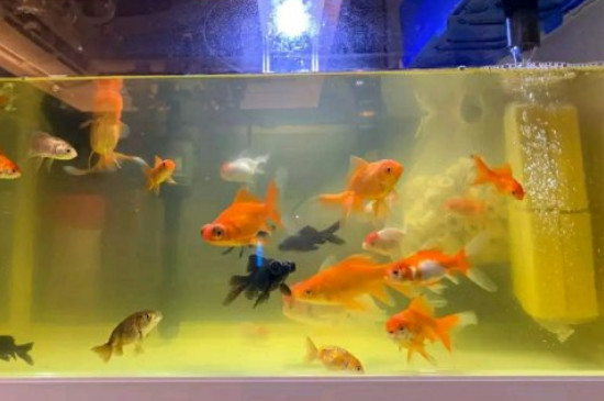 為什么金魚(yú)身上有白點(diǎn)