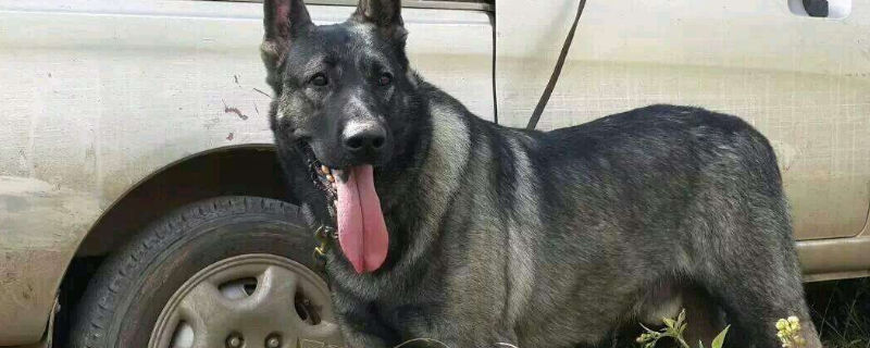 如何讓昆明犬兇一點