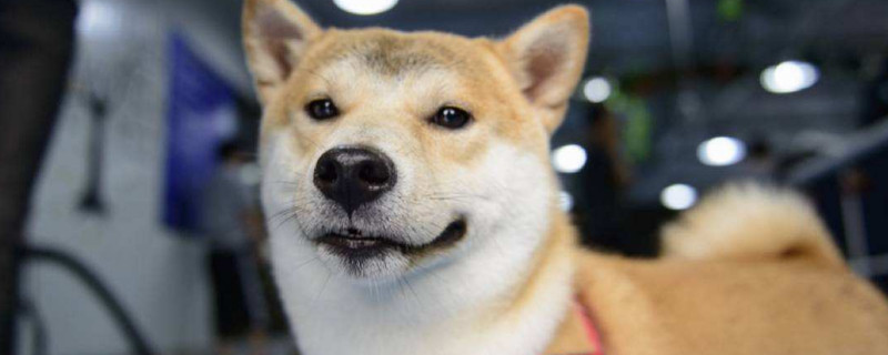 柴犬冬天可以室外養(yǎng)嗎