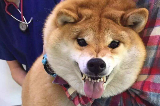 柴犬幼崽怎么辨別真假