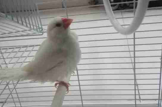 怎么讓白文鳥不怕我