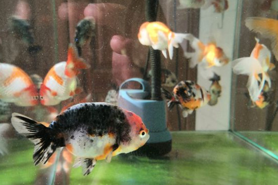 金魚吃什么