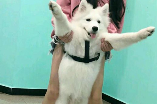 七個月的薩摩還長個嗎