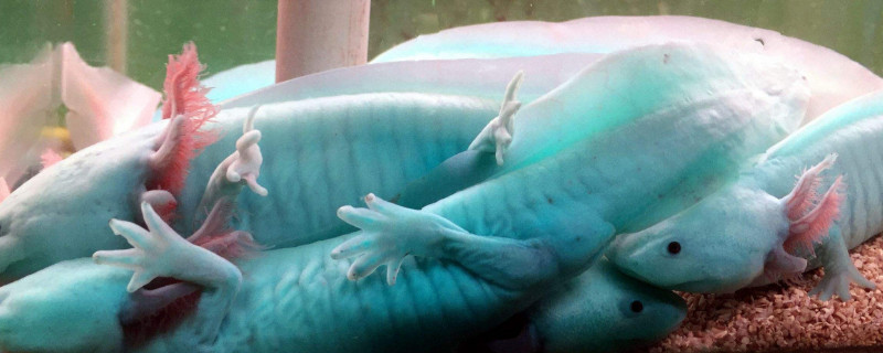 六角恐龍冬天怎么養(yǎng)，六角恐龍魚過(guò)冬的方法