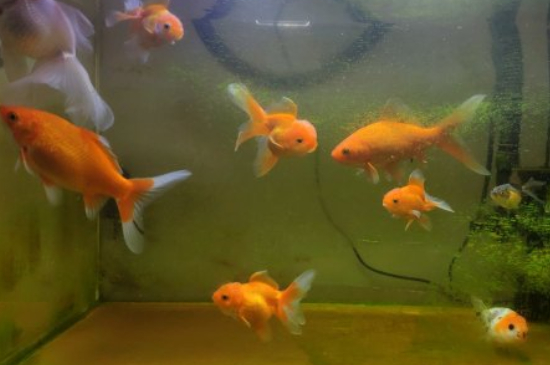 金魚(yú)體溫恒定嗎