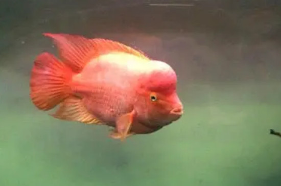 紅鸚鵡魚產(chǎn)卵怎么處理