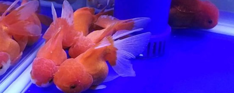 泰獅趴缸底怎么回事