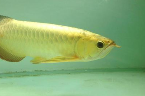 藍(lán)底金龍魚(yú)用什么燈