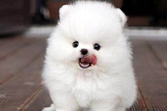 博美犬怎么養(yǎng)方法