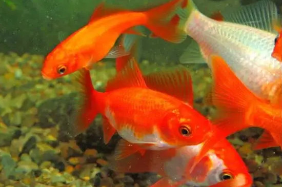 草金魚的家庭養(yǎng)法