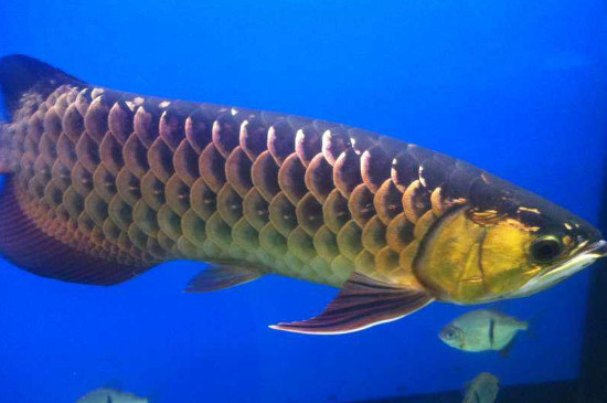 藍(lán)底金龍魚(yú)用什么燈